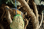 Brhl�k lesn� (Sitta europaea)