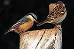 Brhl�k lesn� (Sitta europaea)