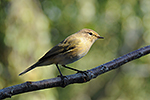 Budn��ek men�� (Phylloscopus collybita)