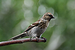 �e�etka zimn� (Carduelis flammea)
