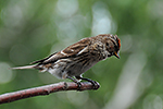 �e�etka zimn� (Carduelis flammea)