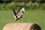 K�n� lesn� (Buteo buteo)