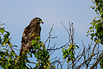 K�n� lesn� (Buteo buteo)
