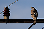 K�n� lesn� (Buteo buteo)
