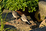 Konipas b�l� (Motalica alba)