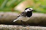Konipas b�l� (Motalica alba)
