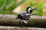 Konipas b�l� (Motalica alba)