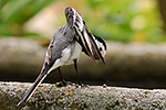 Konipas b�l� (Motalica alba)