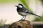 Konipas b�l� (Motalica alba)
