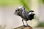 Konipas b�l� (Motalica alba)