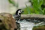 Konipas b�l� (Motalica alba)