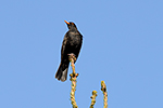 Kos �ern� (Turdus merula)