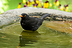 Kos �ern� (Turdus merula)