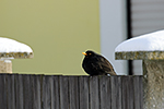 Kos �ern� (Turdus merula)