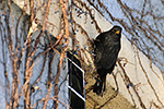 Kos �ern� (Turdus merula)