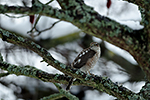 Krahujec obecn� (Accipiter nisus)
