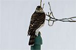 Krahujec obecn� (Accipiter nisus)