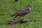 Krahujec obecn� (Accipiter nisus)
