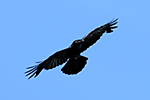 Krkavec velk� (Corvus corax)