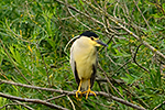 Kvako� no�n� (Nycticorax nycticorax)