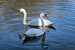 Labu� velk� (Cygnus olor)