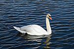 Labu� velk� (Cygnus olor)
