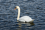 Labu� velk� (Cygnus olor)
