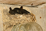 Rehek dom�c� (Phoenicurus ochruros)