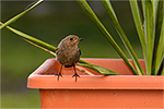 Rehek dom�c� (Phoenicurus ochruros)