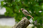 Rehek dom�c� (Phoenicurus ochruros)