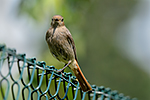 Rehek dom�c� (Phoenicurus ochruros)