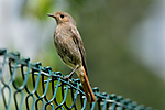 Rehek dom�c� (Phoenicurus ochruros)