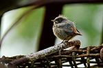 Rehek dom�c� (Phoenicurus ochruros)