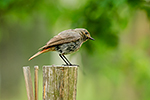 Rehek dom�c� (Phoenicurus ochruros)
