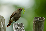 Rehek dom�c� (Phoenicurus ochruros)