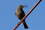 Rehek dom�c� (Phoenicurus ochruros)
