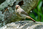 Rehek dom�c� (Phoenicurus ochruros)