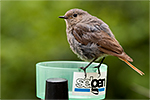 Rehek dom�c� (Phoenicurus ochruros)