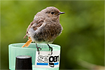 Rehek dom�c� (Phoenicurus ochruros)