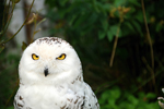Sovice sn�n� (Nyctea scandiaca)