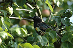 �pa�ek obecn� (Sturnus vulgaris)