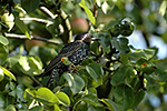 �pa�ek obecn� (Sturnus vulgaris)