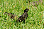 �pa�ek obecn� (Sturnus vulgaris)