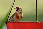 Stehl�k obecn� (Carduelis carduelis)