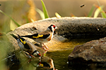 Stehl�k obecn� (Carduelis carduelis)