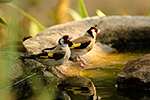 Stehl�k obecn� (Carduelis carduelis)