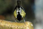 S�kora ko�adra (Parus major)