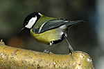 S�kora ko�adra (Parus major)