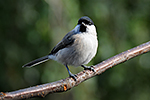 S�kora lu�n� (Parus montanus)