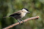 S�kora lu�n� (Parus montanus)